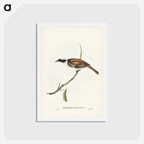 アートポストカード-Silvery-crowned Friar Bird
 - ジョン グールド Postcard.