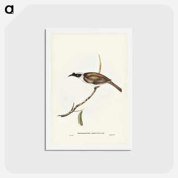 Silvery-crowned Friar Bird
 - ジョン グールド Postcard.