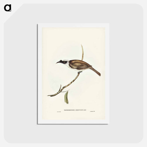 Silvery-crowned Friar Bird
 - ジョン グールド Postcard.