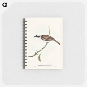 アートメモ帳-Silvery-crowned Friar Bird
 - ジョン グールド Memo.
