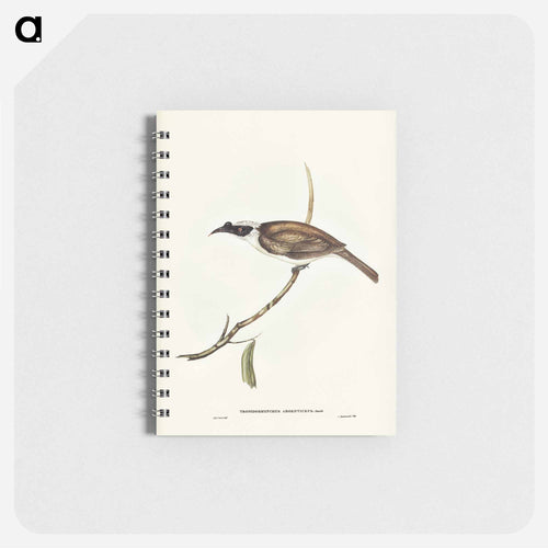 Silvery-crowned Friar Bird
 - John Gould Memo.