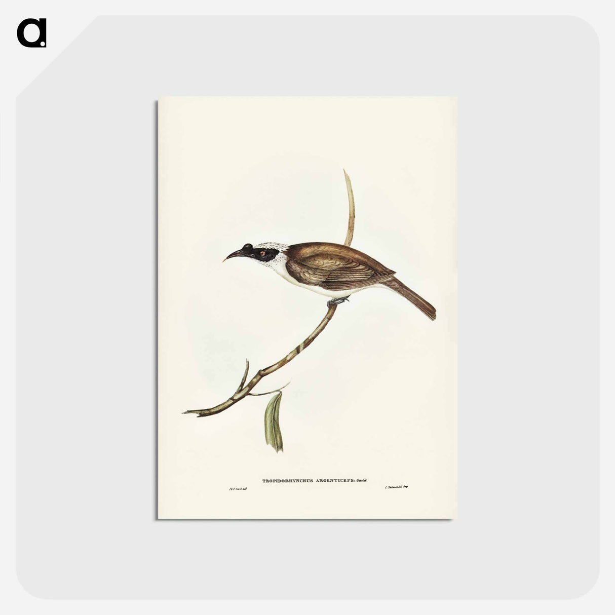 アートポストカード-Silvery-crowned Friar Bird
 - ジョン グールド Postcard.