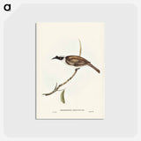 アートポストカード-Silvery-crowned Friar Bird
 - ジョン グールド Postcard.