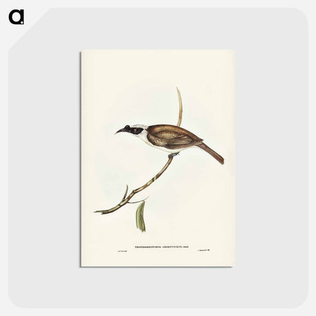 アートポストカード-Silvery-crowned Friar Bird
 - ジョン グールド Postcard.
