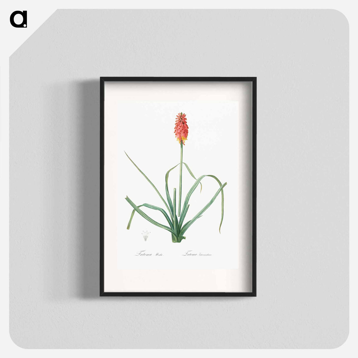 Redhot poker illustration - Pierre Joseph Redouté Poster.