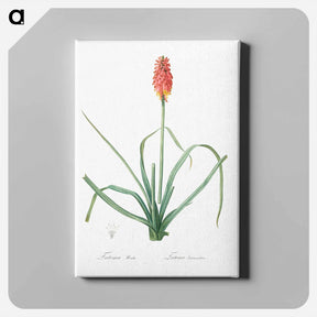 アートパネル-Redhot poker illustration - ピエール ジョゼフ ルドゥーテ Canvas.