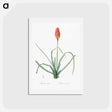 アートポストカード-Redhot poker illustration - ピエール ジョゼフ ルドゥーテ Postcard.