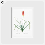 アートポストカード-Redhot poker illustration - ピエール ジョゼフ ルドゥーテ Postcard.