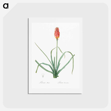 アートポストカード-Redhot poker illustration - ピエール ジョゼフ ルドゥーテ Postcard.