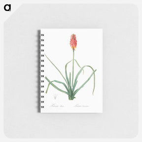 アートメモ帳-Redhot poker illustration - ピエール ジョゼフ ルドゥーテ Memo.