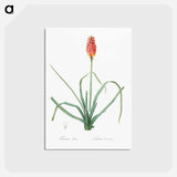 アートポストカード-Redhot poker illustration - ピエール ジョゼフ ルドゥーテ Postcard.