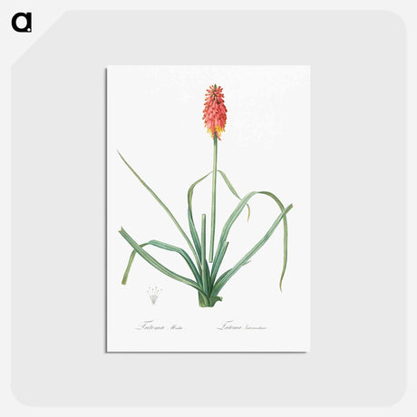アートポストカード-Redhot poker illustration - ピエール ジョゼフ ルドゥーテ Postcard.