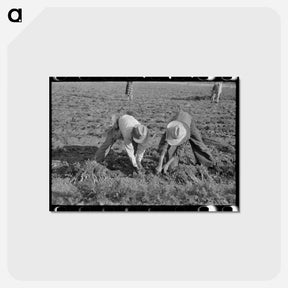 アートポストカード-Pulling Carrots Near Santa Maria
 - ラッセル リー Postcard.