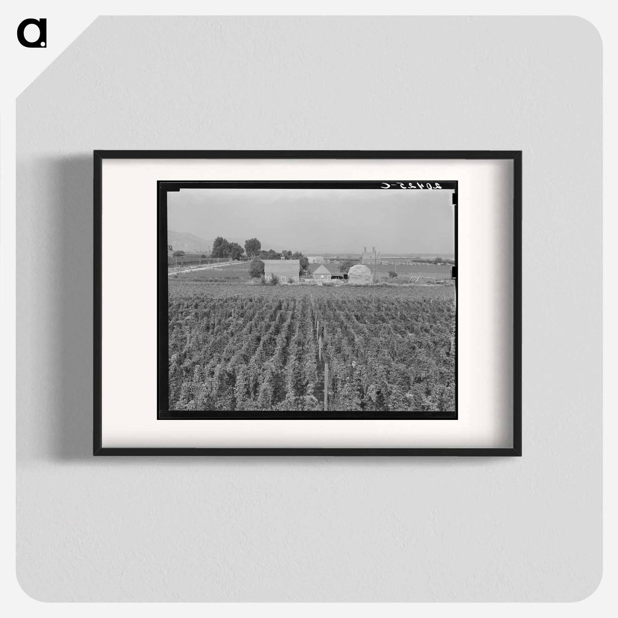 Washington, Yakima Valley. Looking down on a hop yard on a French-Canadian farm. - Dorothea Lange Poster.