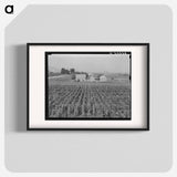 Washington, Yakima Valley. Looking down on hop yard on French-Canadian farm. - ドロテア ラング Poster.