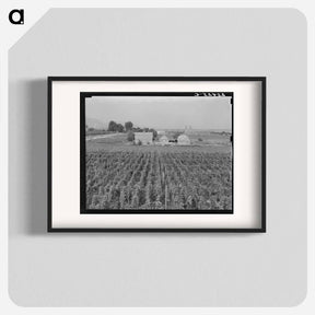 アートポスター-Washington, Yakima Valley. Looking down on hop yard on French-Canadian farm. - ドロテア ラング Poster.
