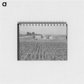 アートメモ帳-Washington, Yakima Valley. Looking down on hop yard on French-Canadian farm. - ドロテア ラング Memo.