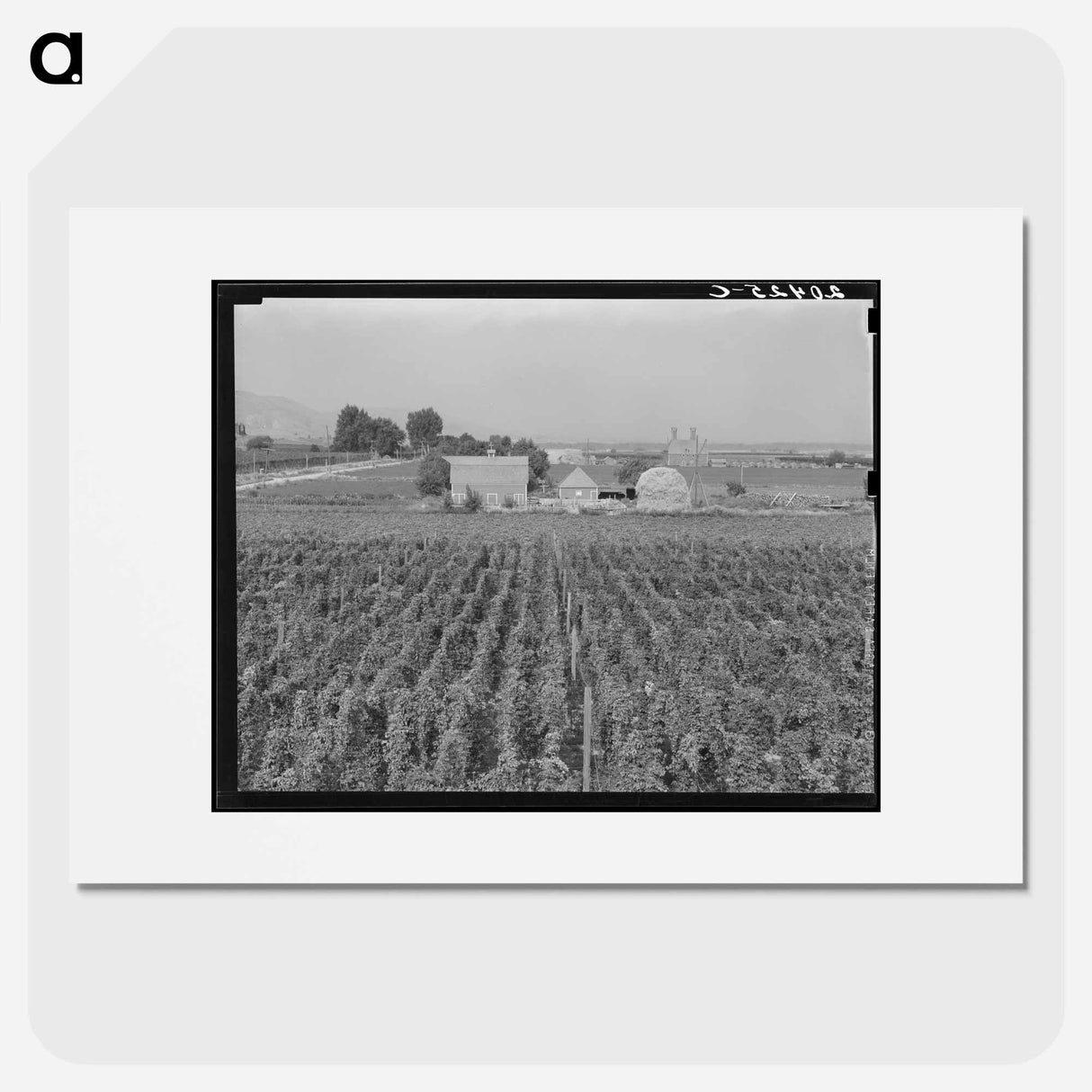 Washington, Yakima Valley. Looking down on hop yard on French-Canadian farm. - ドロテア ラング Poster.