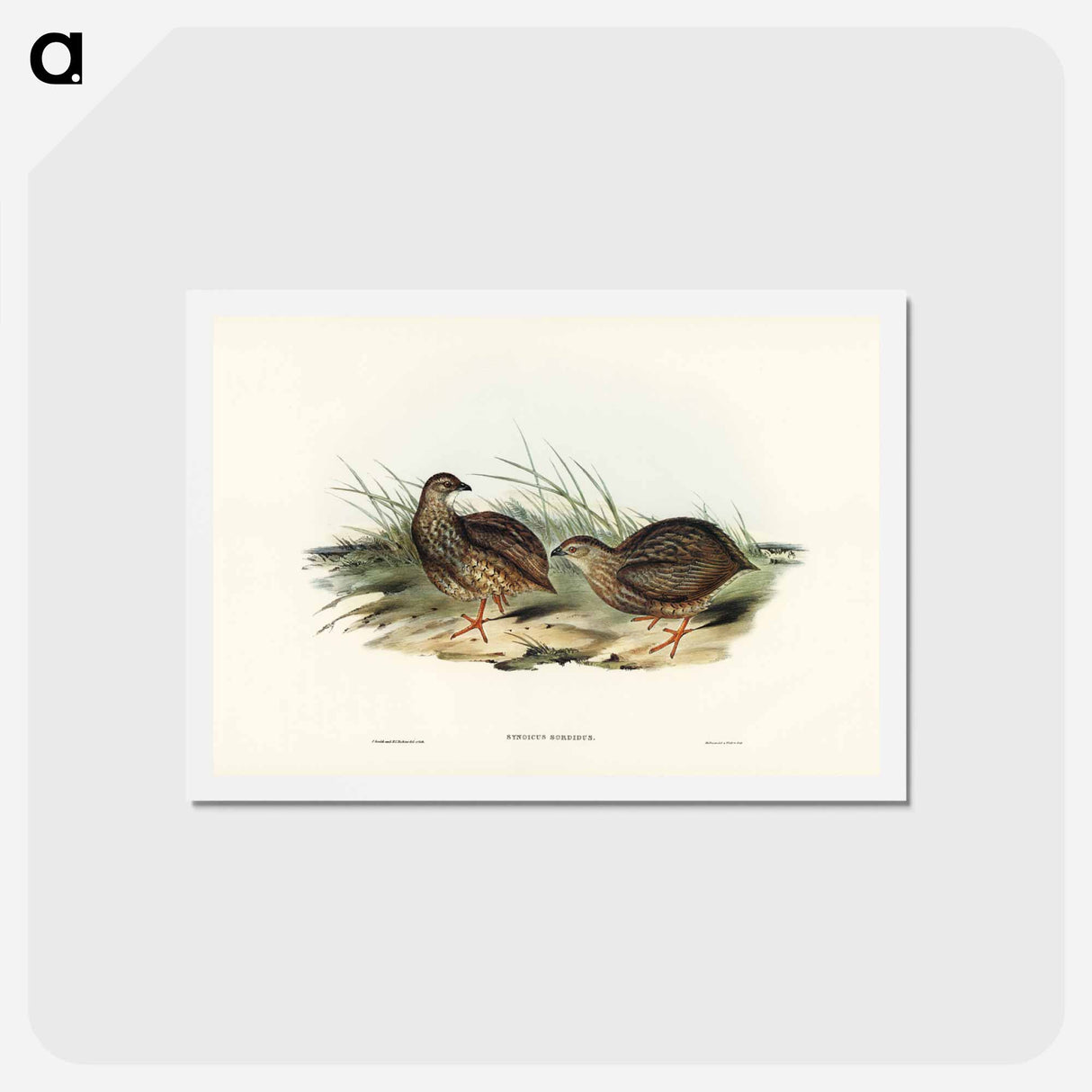 アートポストカード-Sombre Partridge
 - ジョン グールド Postcard.