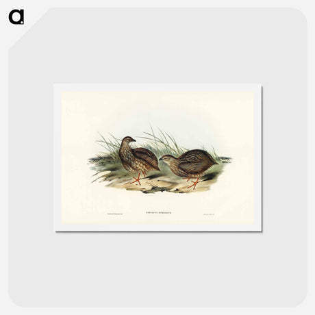 アートポストカード-Sombre Partridge
 - ジョン グールド Postcard.