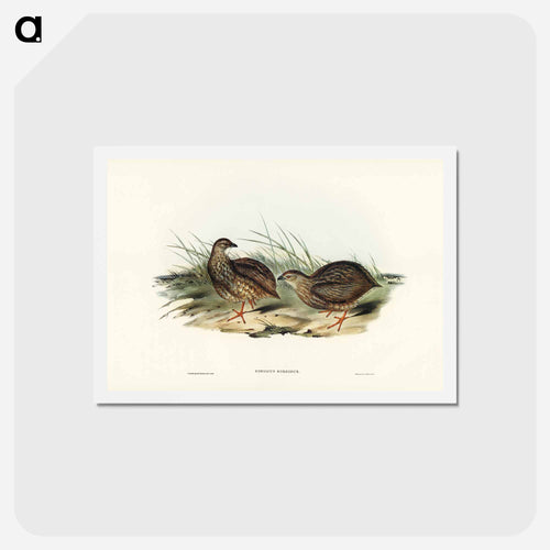Sombre Partridge
 - ジョン グールド Postcard.