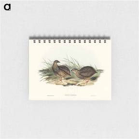 アートメモ帳-Sombre Partridge
 - ジョン グールド Memo.