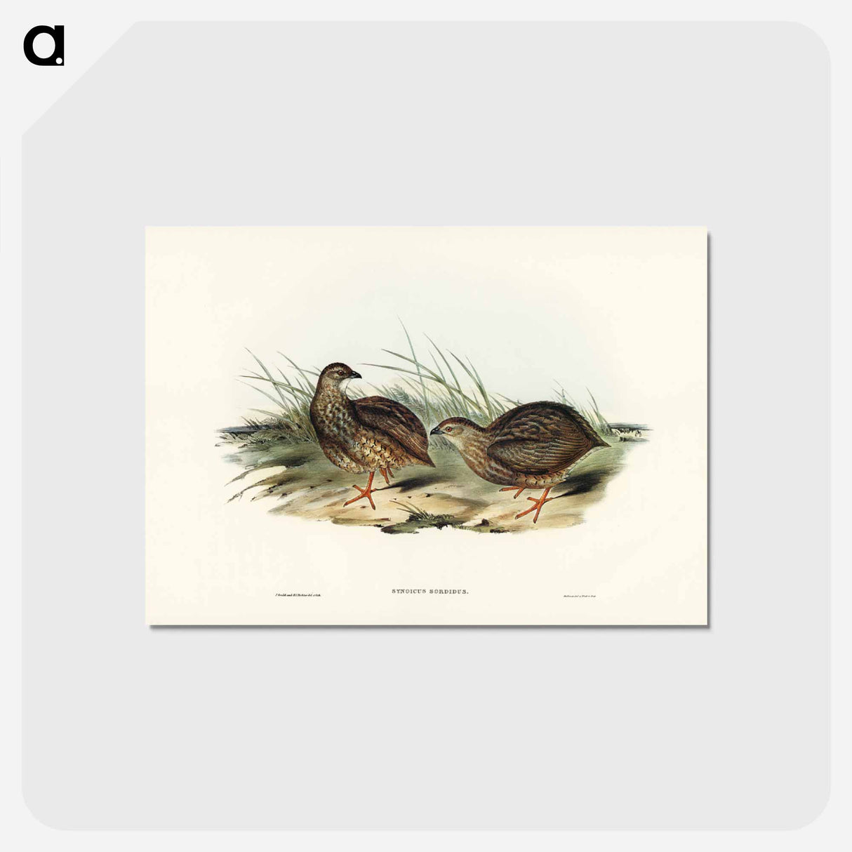 アートポストカード-Sombre Partridge
 - ジョン グールド Postcard.