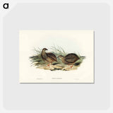 アートポストカード-Sombre Partridge
 - ジョン グールド Postcard.