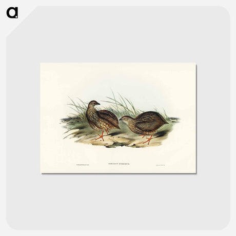 アートポストカード-Sombre Partridge
 - ジョン グールド Postcard.
