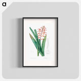 African flag illustration - Pierre Joseph Redouté Poster.
