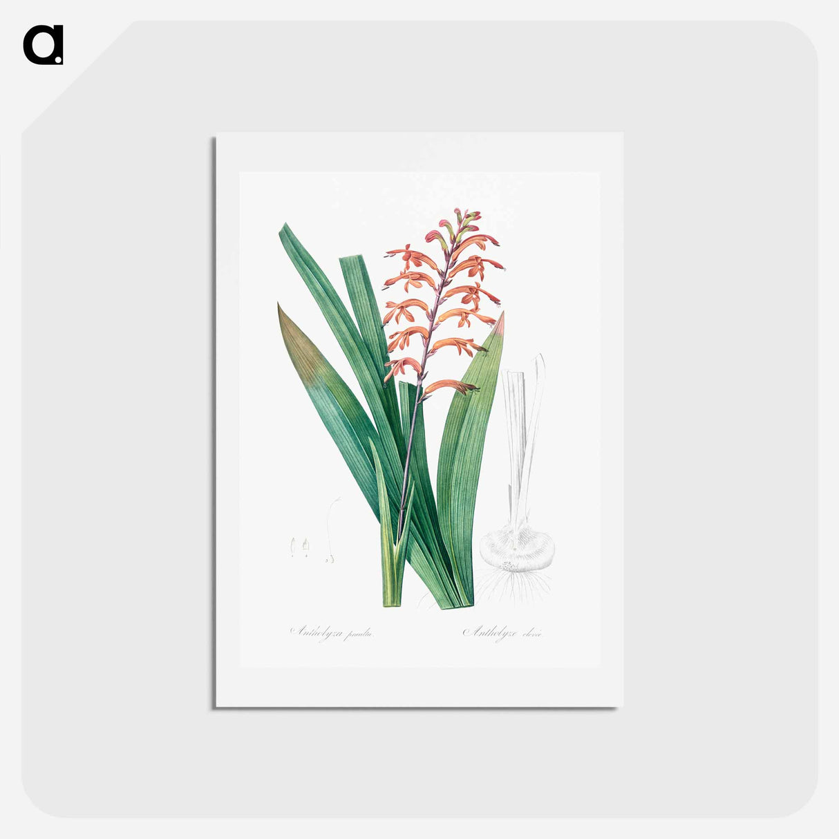アートポストカード-African flag illustration - ピエール ジョゼフ ルドゥーテ Postcard.