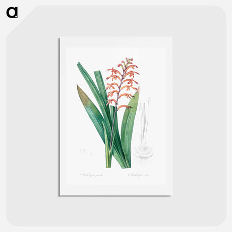 アートポストカード-African flag illustration - ピエール ジョゼフ ルドゥーテ Postcard.