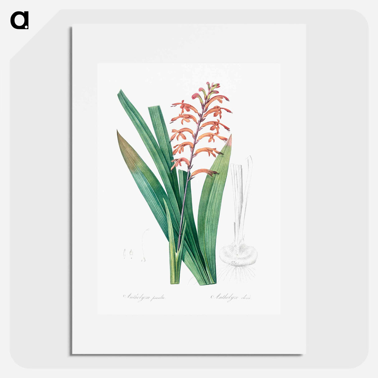 African flag illustration - Pierre Joseph Redouté Poster.