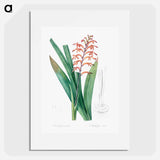 African flag illustration - Pierre Joseph Redouté Poster.
