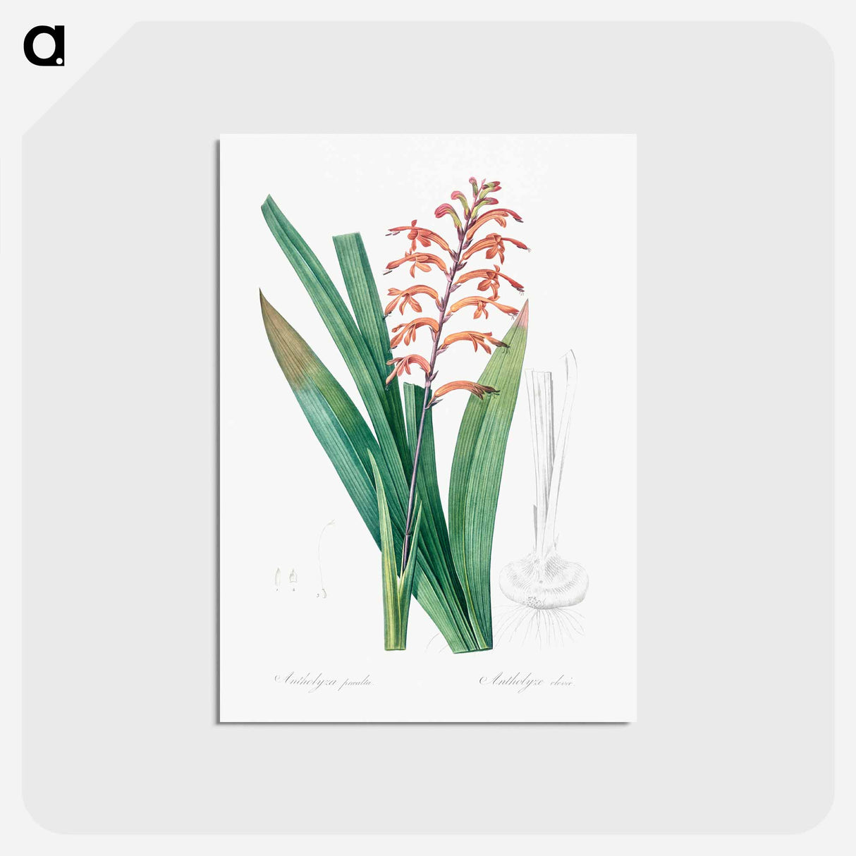 アートポストカード-African flag illustration - ピエール ジョゼフ ルドゥーテ Postcard.