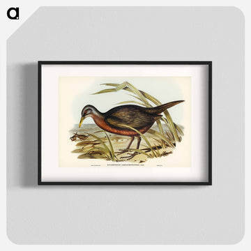 Chestnut-bellied Rail
 - ジョン グールド Poster.