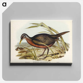 アートパネル-Chestnut-bellied Rail
 - ジョン グールド Canvas.