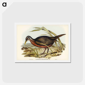 アートポストカード-Chestnut-bellied Rail
 - ジョン グールド Postcard.