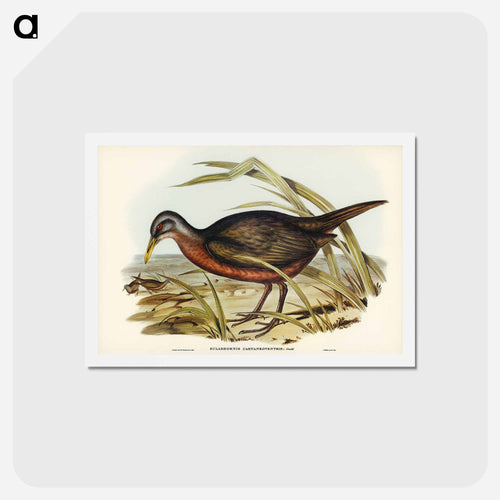 Chestnut-bellied Rail
 - ジョン グールド Postcard.