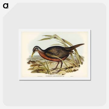 Chestnut-bellied Rail
 - ジョン グールド Postcard.