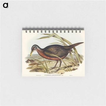 Chestnut-bellied Rail
 - ジョン グールド Memo.