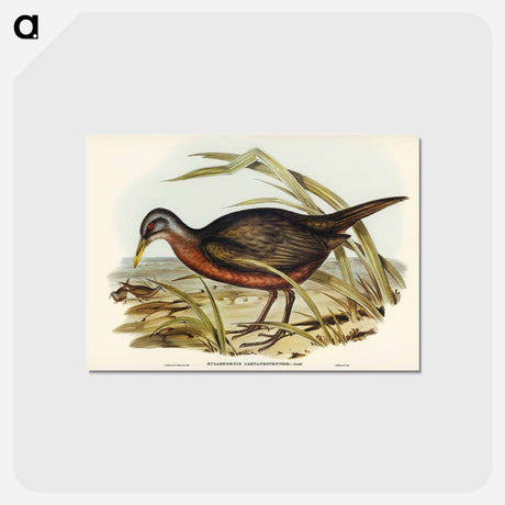 アートポストカード-Chestnut-bellied Rail
 - ジョン グールド Postcard.