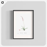 Aloe Obliqua - Pierre Joseph Redouté Poster.
