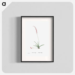 アートポスター-Aloe Obliqua - ピエール ジョゼフ ルドゥーテ Poster.