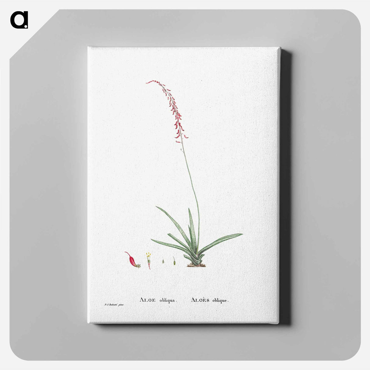 Aloe Obliqua - ピエール ジョゼフ ルドゥーテ Canvas.