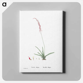 アートパネル-Aloe Obliqua - ピエール ジョゼフ ルドゥーテ Canvas.