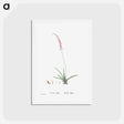 アートポストカード-Aloe Obliqua - ピエール ジョゼフ ルドゥーテ Postcard.