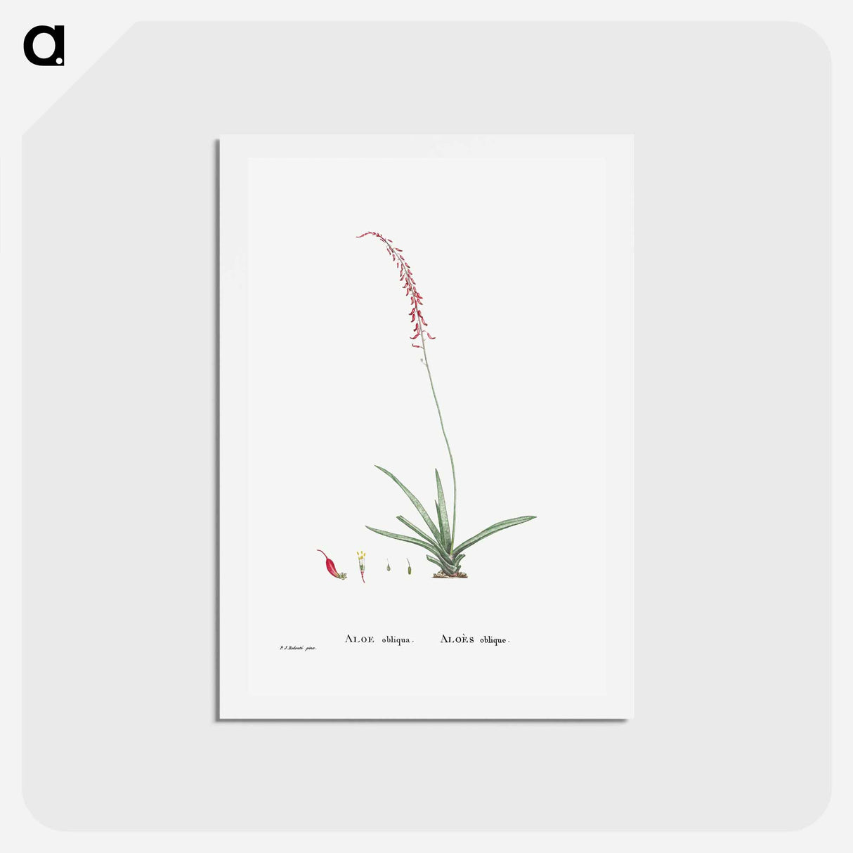 アートポストカード-Aloe Obliqua - ピエール ジョゼフ ルドゥーテ Postcard.