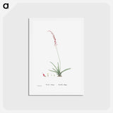 アートポストカード-Aloe Obliqua - ピエール ジョゼフ ルドゥーテ Postcard.