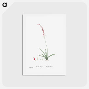 アートポストカード-Aloe Obliqua - ピエール ジョゼフ ルドゥーテ Postcard.